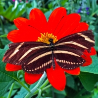 2016.06.21 Butterfly Rainforest Zebra-wing