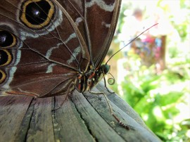 2017.05.27 Butterfly Rainforest Butterfly 11