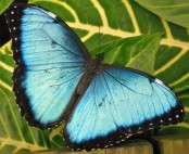 2017.06.03 Butterfly Rainforest Butterfly 5