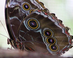 2017.09.16 Butterfly Rainforest Butterfly 12