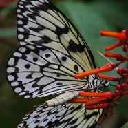 2017.09.16 Butterfly Rainforest Butterfly 7