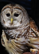 2017.12.16 Devil's Millhopper - Sunrise Wildlife Rehabilitation Barred Owl 1