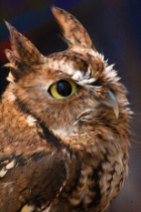 2017.12.16 Devil's Millhopper - Sunrise Wildlife Rehabilitation Eastern Screech Owl 2
