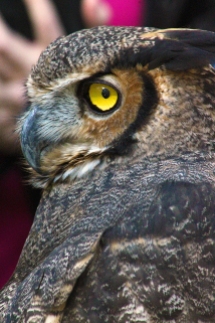 2017.12.16 Devil's Millhopper - Sunrise Wildlife Rehabilitation Great Horned Owl 4