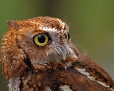 2018.03.10 Sunrise Wildlife Rehabilitation @Devil's Millhopper Eastern Screech Owl 'Ruby' 15