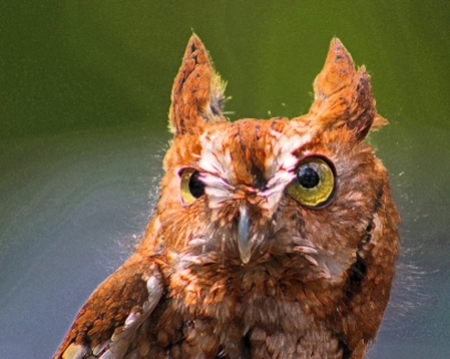 2018.03.10 Sunrise Wildlife Rehabilitation @Devil's Millhopper Eastern Screech Owl 'Ruby' 7.art