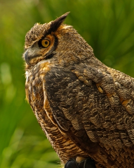 2018.03.10 Sunrise Wildlife Rehabilitation @Devil's Millhopper Great Horned Owl 'Einstein' 2