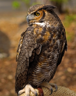 2018.03.10 Sunrise Wildlife Rehabilitation @Devil's Millhopper Great Horned Owl 'Einstein' 6