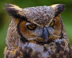 2018.03.10 Sunrise Wildlife Rehabilitation @Devil's Millhopper Great Horned Owl 'Einstein' 9