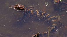 2018.04.01 Sweetwater Wetlands Alligator 1