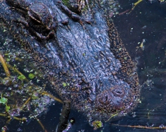 2018.04.01 Sweetwater Wetlands Alligator 2