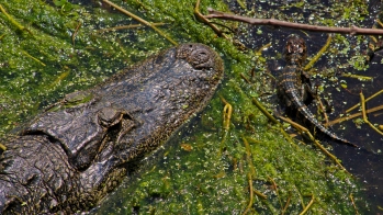 2018.04.01 Sweetwater Wetlands Alligator 3