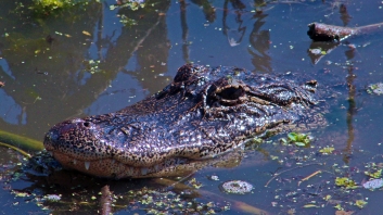 2018.04.01 Sweetwater Wetlands Alligator 5