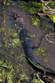 2018.04.01 Sweetwater Wetlands Alligator 6
