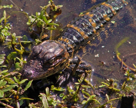 2018.04.01 Sweetwater Wetlands Alligator 8