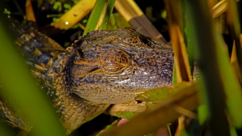 2018.11.03 Sweetwater Wetlands Alligator 3