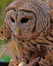 2018.12.08 Sunrise Wildlife Rehabilitation at Devil's Millhopper Barred Owl 1