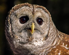 2018.12.08 Sunrise Wildlife Rehabilitation at Devil's Millhopper Barred Owl 6