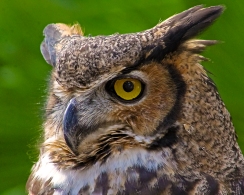 2018.12.08 Sunrise Wildlife Rehabilitation at Devil's Millhopper Great Horned Owl 3