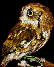 2019.03.09 Sunrise Wildlife at WBU Eastern Screech Owl Ruby 3 art alt