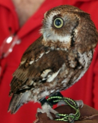 2019.03.09 Sunrise Wildlife at WBU Eastern Screech Owl Ruby 3