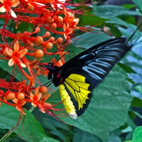 2016.06.21 Butterfly Rainforest Butterfly Art