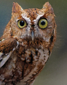 2018.03.10 Sunrise Wildlife Rehabilitation @Devil's Millhopper Eastern Screech Owl 'Ruby' 9.art