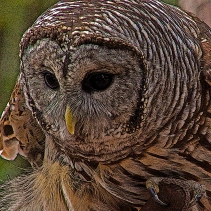 2018.12.08 Sunrise Wildlife Rehabilitation at Devil's Millhopper Barred Owl 1 art.cropped