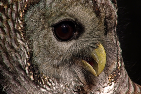 2018.12.08 Sunrise Wildlife Rehabilitation at Devil's Millhopper Barred Owl 7 art