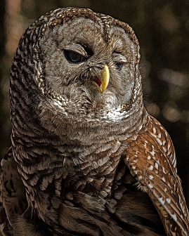 2018.12.08 Sunrise Wildlife Rehabilitation at Devil's Millhopper Barred Owl 9 art