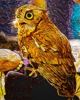 2019.03.09 Sunrise Wildlife at WBU Eastern Screech Owl Ruby 5 art