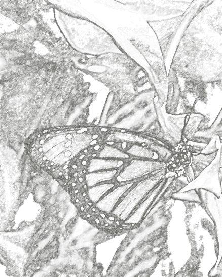 DC2.ButterflyMNH.charcoal