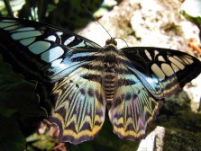 2017.05.06.Butterfly Rainforest Butterfly