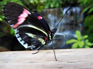 2017.05.14 Butterfly Rainforest Butterfly 4