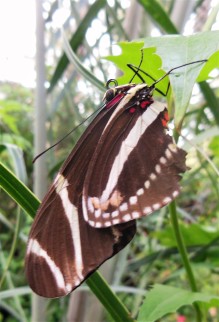 2017.05.30.Butterfly Rainforest Butterfly 3