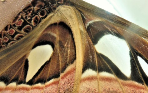 2017.06.03 Butterfly Rainforest Atlas Moth 3