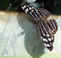 2017.06.03 Butterfly Rainforest Butterfly 12