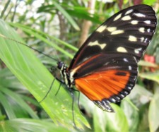 2017.06.03 Butterfly Rainforest Butterfly 2