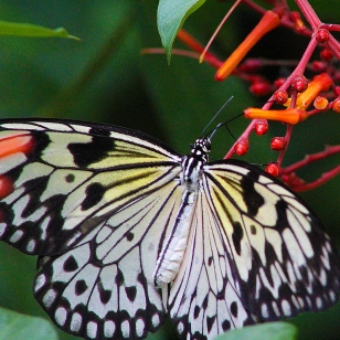 2017.09.16 Butterfly Rainforest Butterfly 6