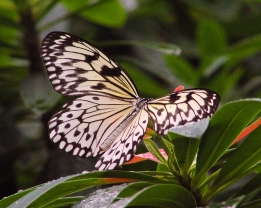 2017.09.30 Butterfly Rainforest Butterfly 5