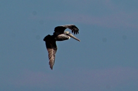 2017.11.25 Anastasia State Park Pelican 6