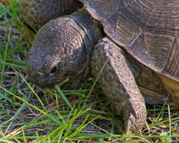 2017.11.25 Anastasia State Park Tortoise 3