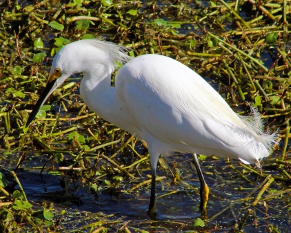 2018.01.14 Sweetwater Wetlands Snowy Egret 1