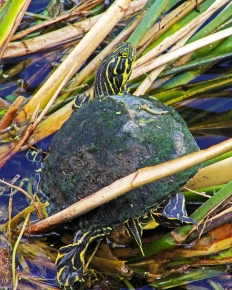 2018.04.01 Sweetwater Wetlands Turtle 1