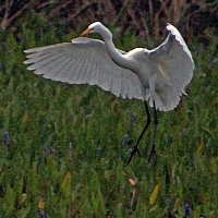 2018.04.18.Sweetwater Wetlands Great Egret 1.art