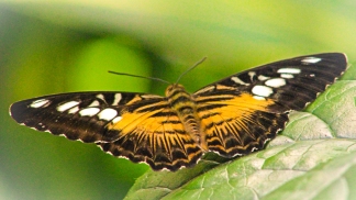 2018.08.11 Butterfly Rainforest Butterfly 1