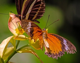 2018.08.11 Butterfly Rainforest Butterfly 3