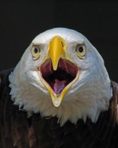 2018.02.10 Audubon Center for Birds of Prey Bald Eagle 3