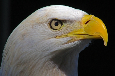 2018.02.10 Audubon Center for Birds of Prey Bald Eagle 4