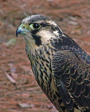 2018.02.10 Audubon Center for Birds of Prey Peregrine Falcon 1
